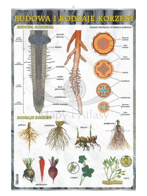 Korzeń: budowa i rodzaje. Plansza edukacyjna