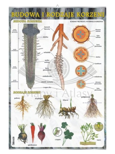 Korzeń - budowa i rodzaje.jpg