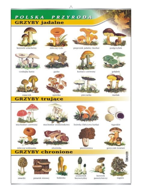 Grzyby - jadalne, trujące, chronione.jpg