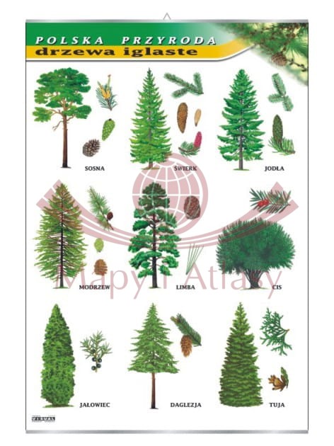 Polska przyroda. Drzewa iglaste. Plansza edukacyjna