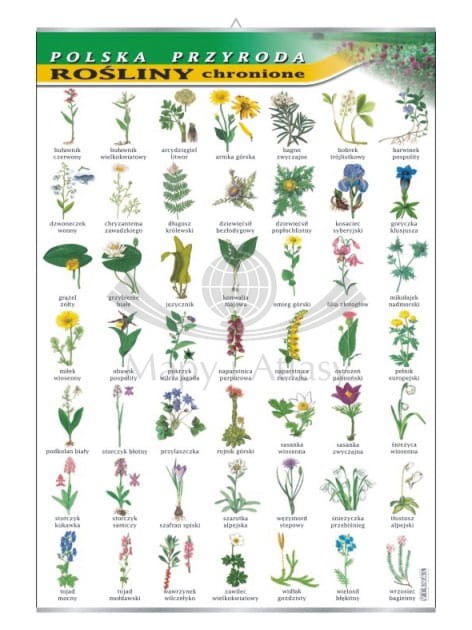 Rośliny chronione.jpg