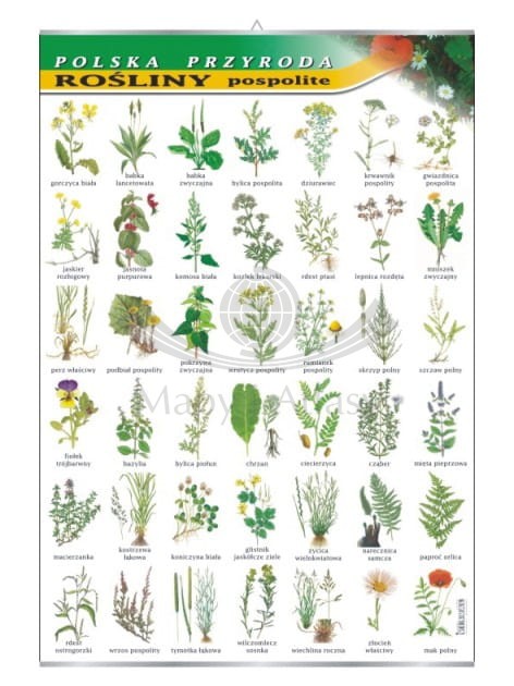 Polska przyroda. Rośliny pospolite. Plansza edukacyjna