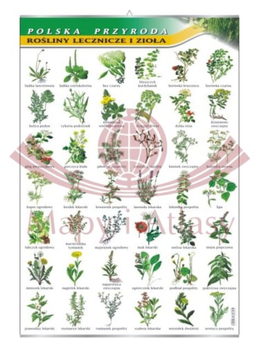 Rośliny lecznicze i zioła.jpg