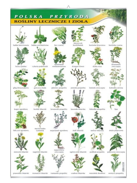 Rośliny lecznicze i zioła.jpg