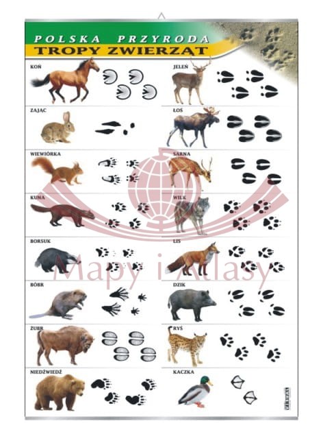 Polska przyroda. Tropy zwierząt. Plansza edukacyjna