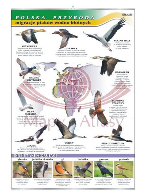 Polska przyroda. Migracje ptaków. Plansza edukacyjna
