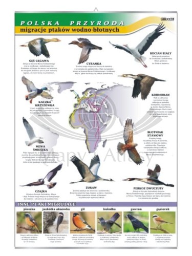 Migracje ptaków.jpg