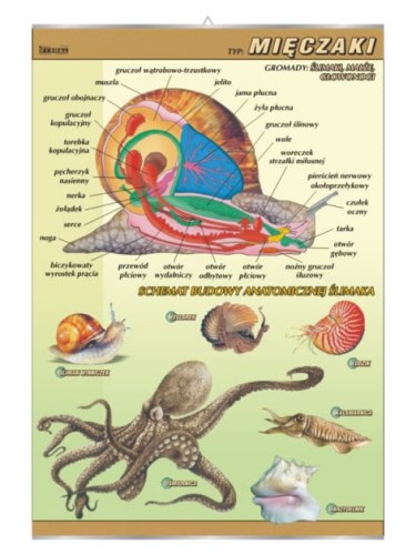 Mięczaki – budowa anatomiczna.jpg