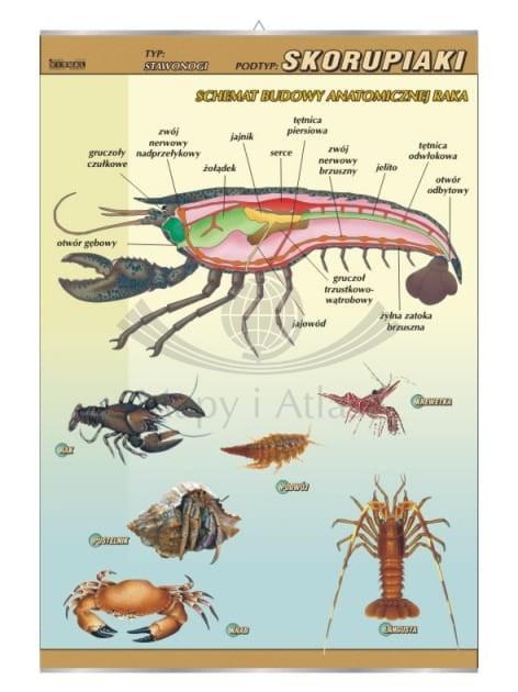 Skorupiaki – budowa anatomiczna.jpg