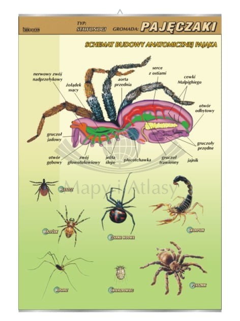 Pajęczaki – budowa anatomiczna. Plansza edukacyjna