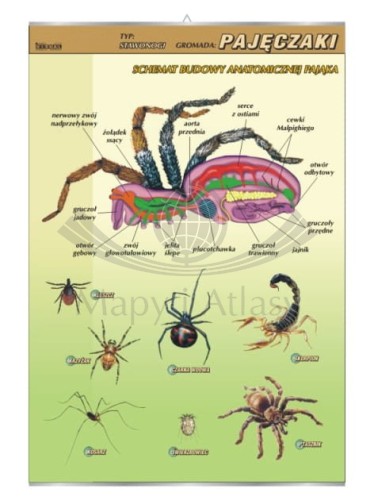 Pajęczaki – budowa anatomiczna.jpg