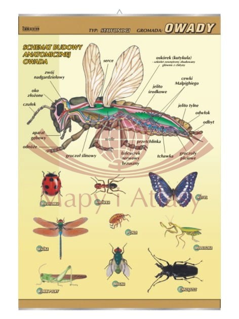 Owady – budowa anatomiczna. Plansza edukacyjna