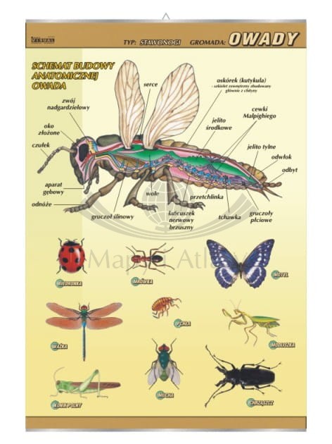 Owady – budowa anatomiczna.jpg