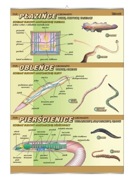 Płazińce, obleńce, pierścienice – budowa anatomiczna.jpg