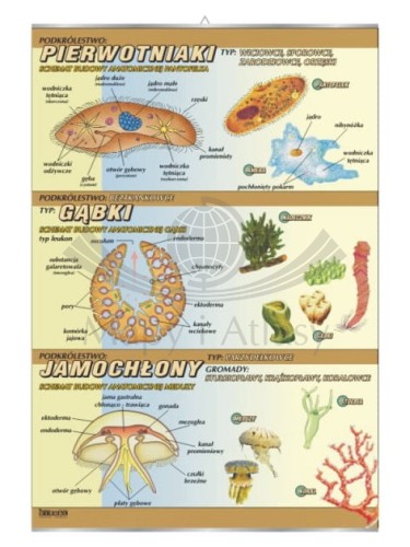 Pierwotniaki, gąbki, jamochłony – budowa anatomiczna.jpg