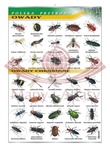 Owady.jpg