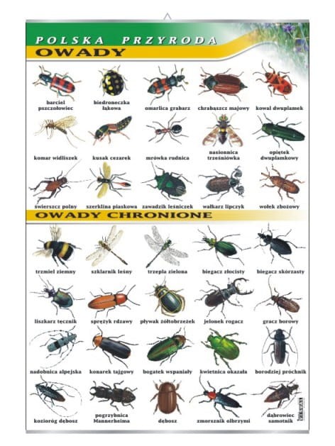 Owady.jpg