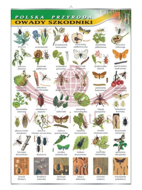 Polska przyroda. Owady szkodniki. Plansza edukacyjna