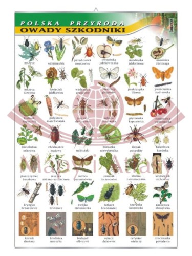 Owady szkodniki.jpg