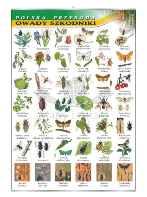 Owady szkodniki.jpg