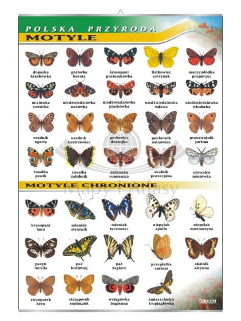 Polska przyroda. Motyle. Plansza edukacyjna