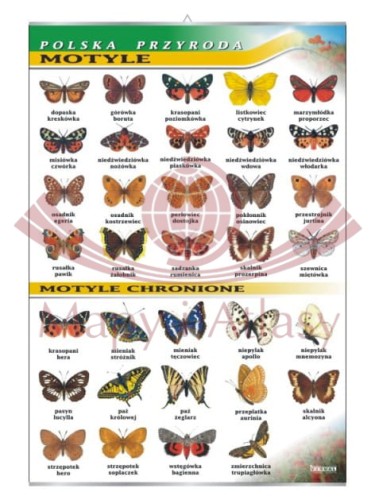 Motyle.jpg