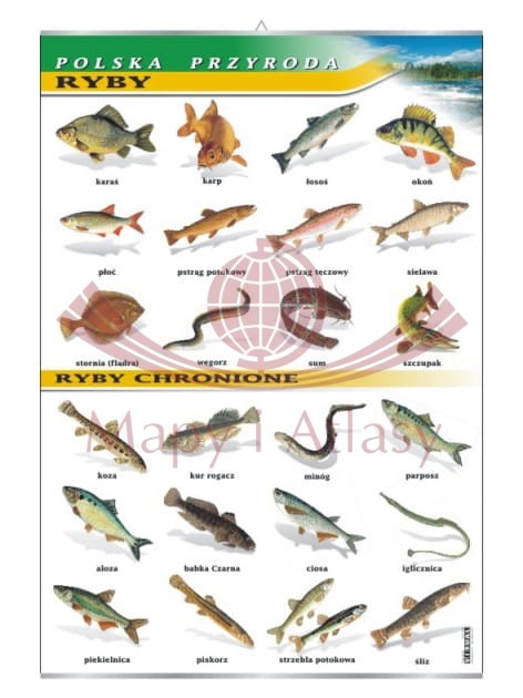 Polska przyroda. Ryby. Plansza edukacyjna