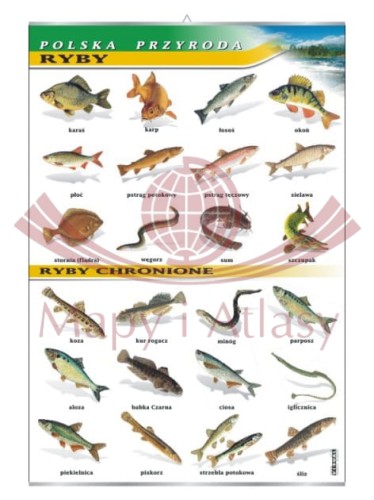 Ryby.jpg