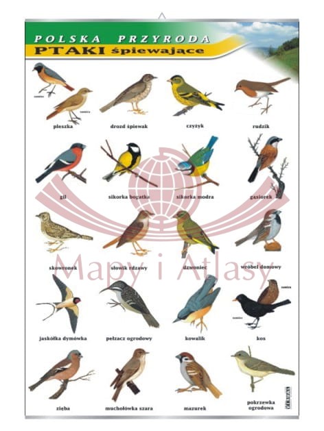 Polska przyroda. Ptaki śpiewające. Plansza edukacyjna