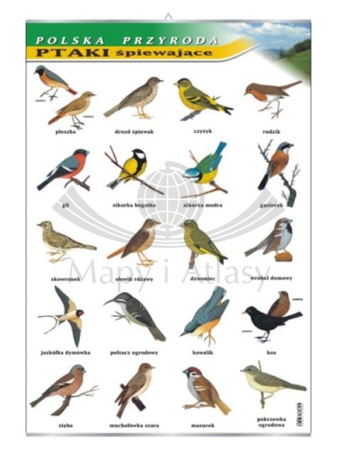 Ptaki śpiewające.jpg