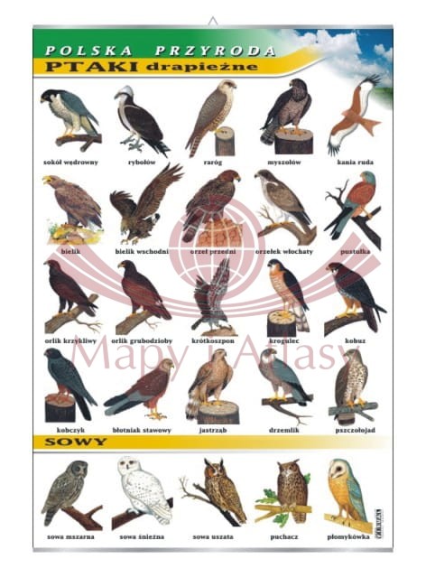 Polska przyroda. Ptaki drapieżne i sowy. Plansza edukacyjna