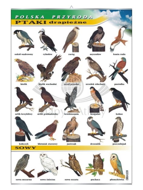 Ptaki drapieżne i sowy.jpg