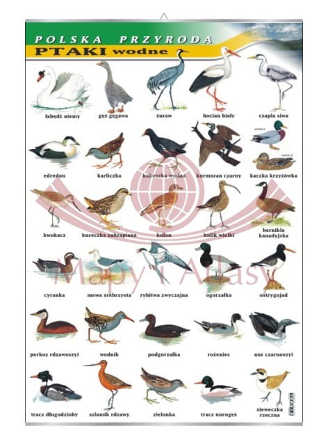 Polska przyroda. Ptaki wodne. Plansza edukacyjna
