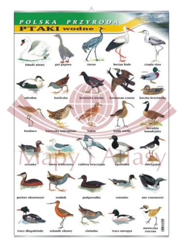 Ptaki wodne.jpg