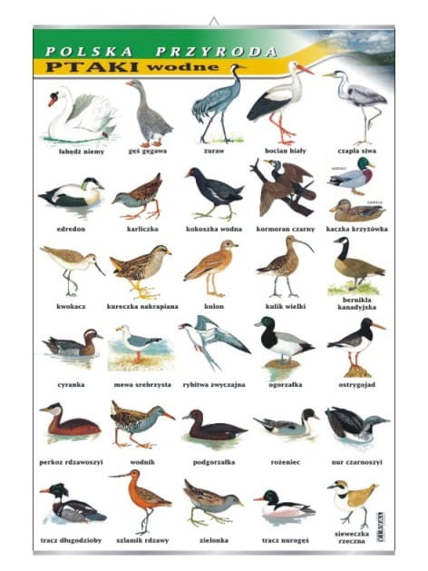 Ptaki wodne.jpg