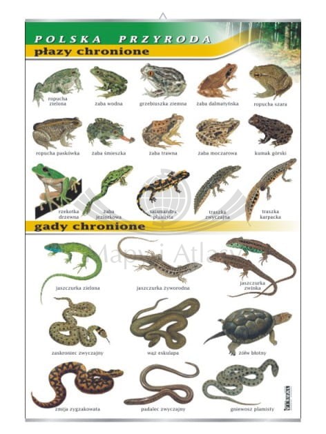 Polska przyroda. Płazy i gady chronione. Plansza edukacyjna