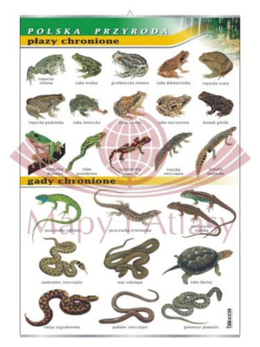 Płazy i gady chronione.jpg
