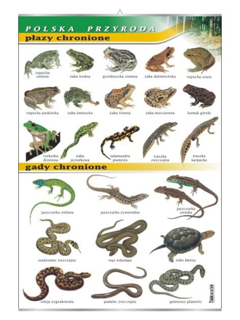 Płazy i gady chronione.jpg