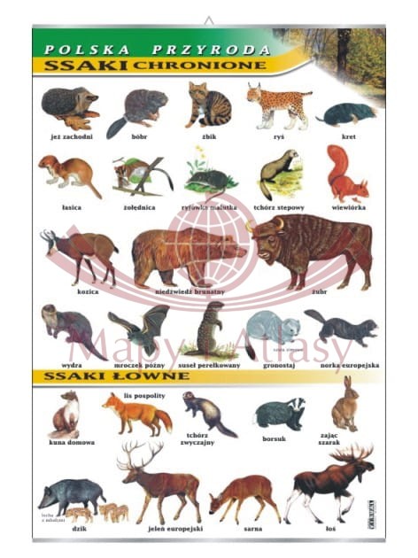 Polska przyroda. Ssaki chronione i łowne. Plansza edukacyjna