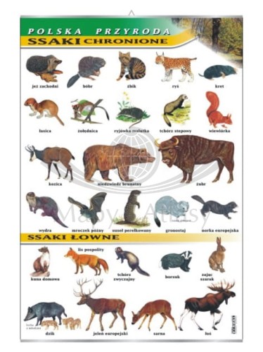 Ssaki chronione i łowne.jpg