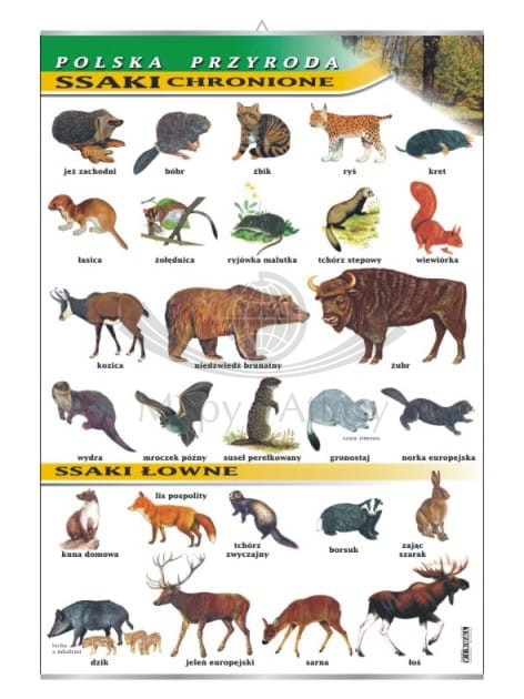 Ssaki chronione i łowne.jpg