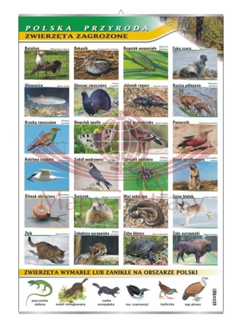 Polska przyroda. Zwierzęta zagrożone. Plansza edukacyjna