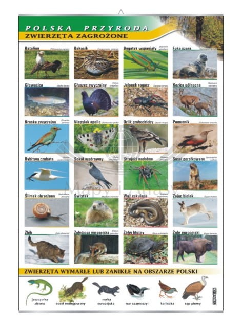 Zwierzęta zagrożone w Polsce.jpg