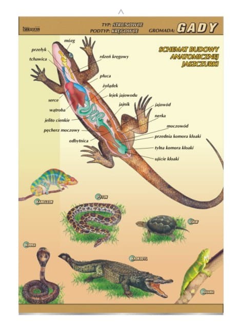 Gady – budowa anatomiczna.jpg
