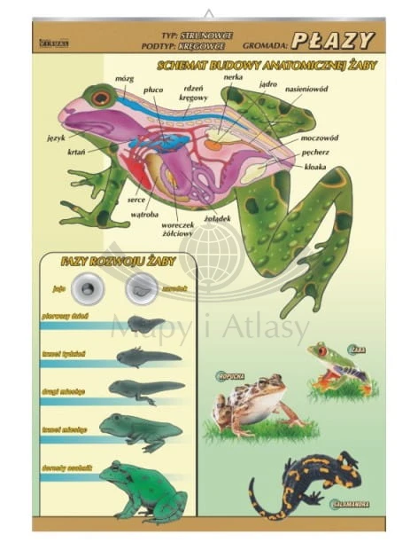 Płazy – budowa anatomiczna.jpg