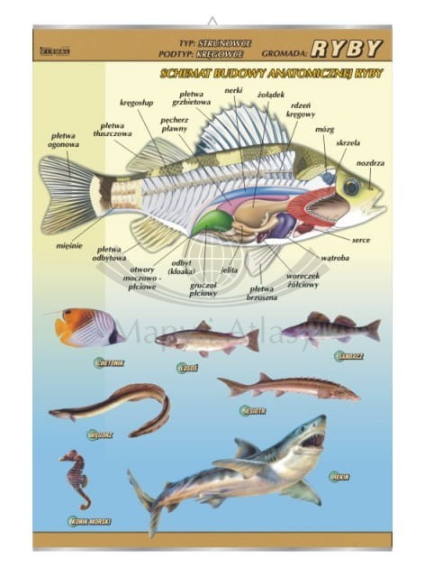 Ryby – budowa anatomiczna.jpg