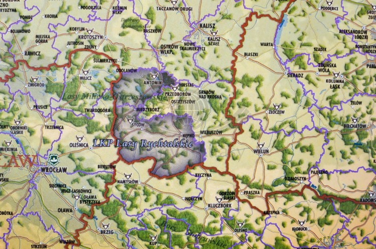 Lasy Polski Pergameny (3).jpg
