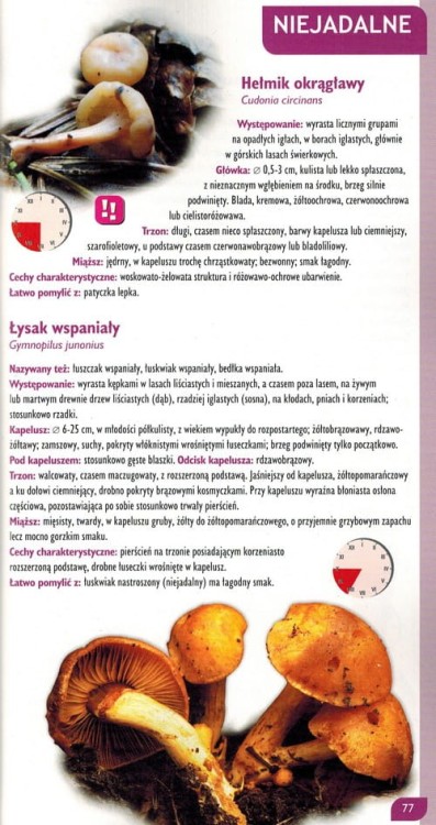 Praktyczny atlas grzybów wydawnictwa Demart. Przykładowa strona 3
