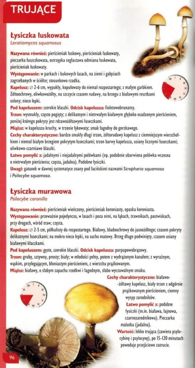 Praktyczny atlas grzybów wydawnictwa Demart. Przykładowa strona 4