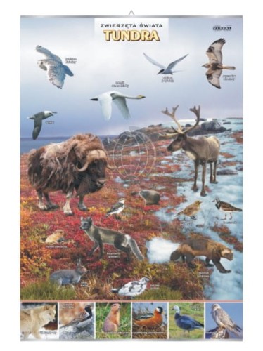 Tundra. Plansza edukacyjna